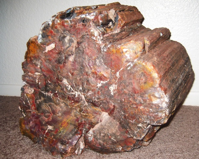 big red and yellow petrified wood