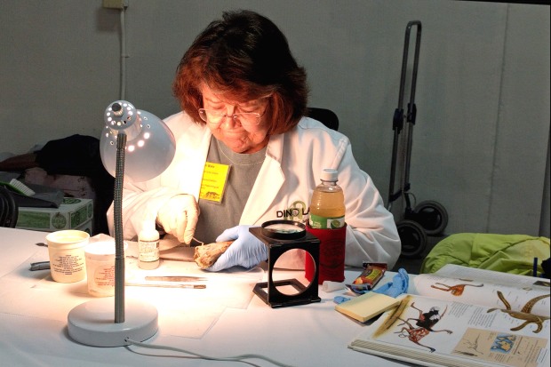 Scientist mounting specimen museum science city dino lab