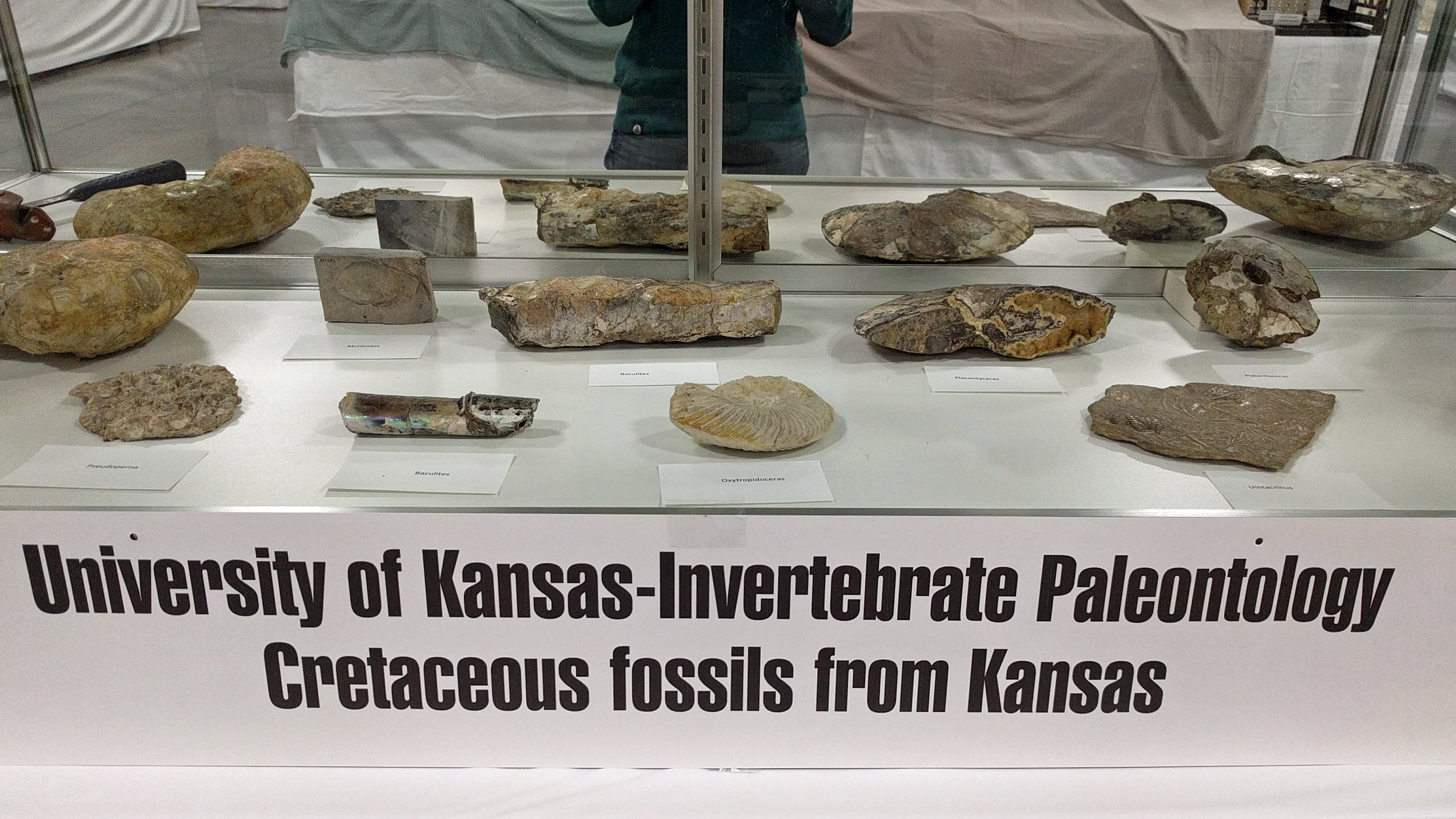 cretaceous-fossils.jpg